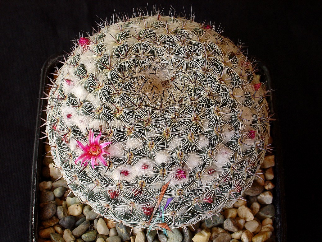Mammillaria klissingiana | cactfilos