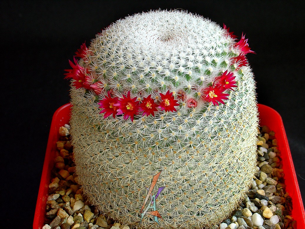 Mammillaria supertexta | cactfilos