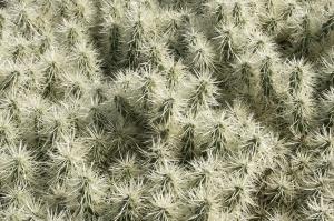 Cylindropuntia tunicata