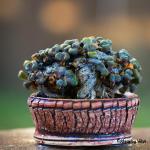 Aloinopsis schooneesii