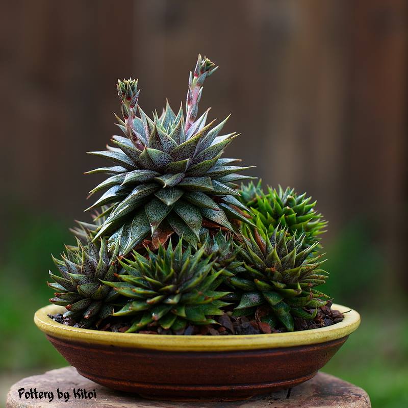 Echeveria purpusorum