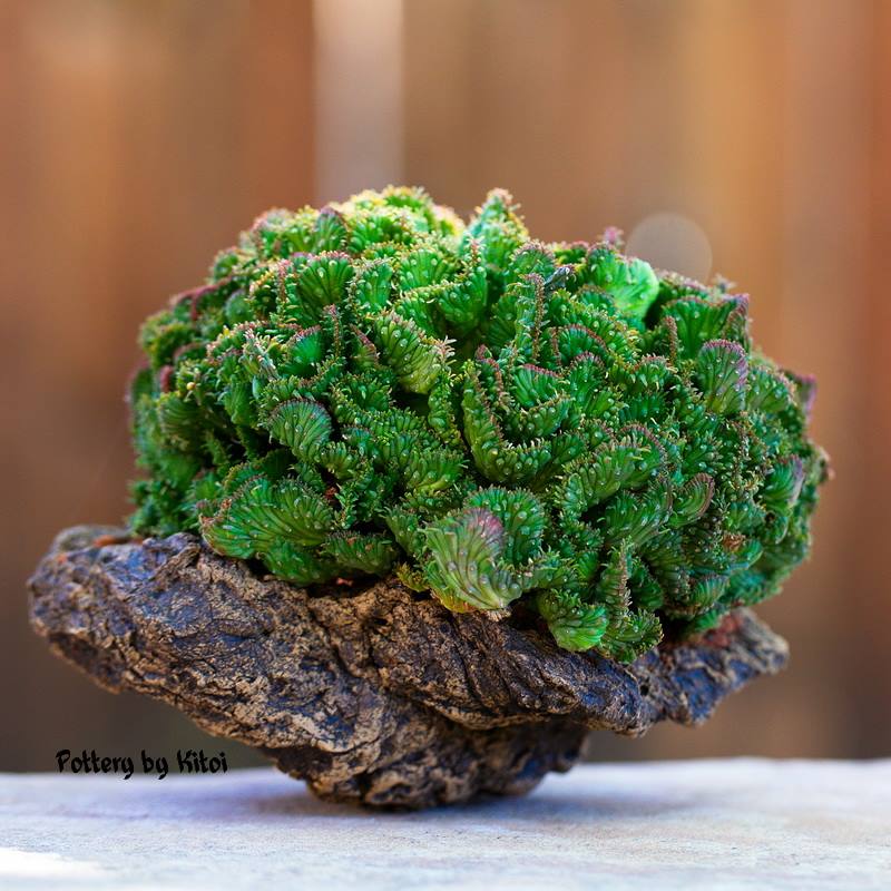 Euphorbia flanaganii