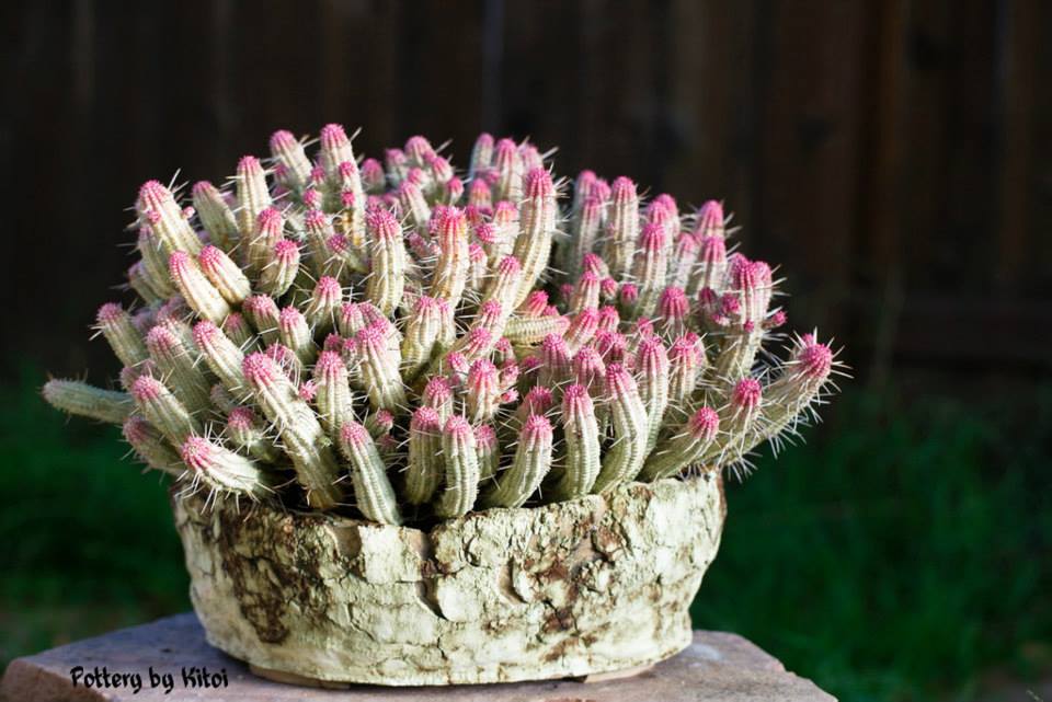 Euphorbia mammillaris var. variegata