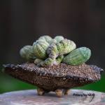 Euphorbia obesa
