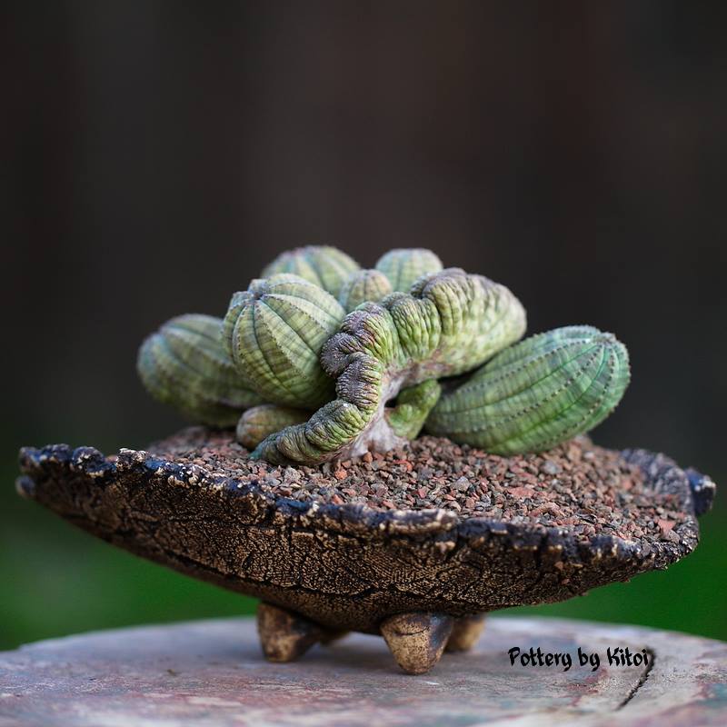 Euphorbia obesa