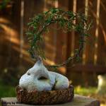 Raphionacme flanaganii