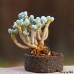 Turbinicarpus pseudomacrochele ssp. minimus