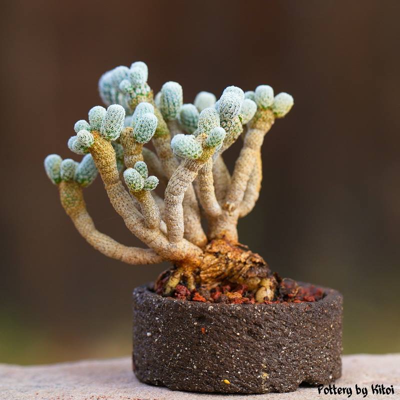 Turbinicarpus pseudomacrochele ssp. minimus