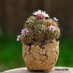 Turbinicarpus schmiedickeanus subsp. andersonii