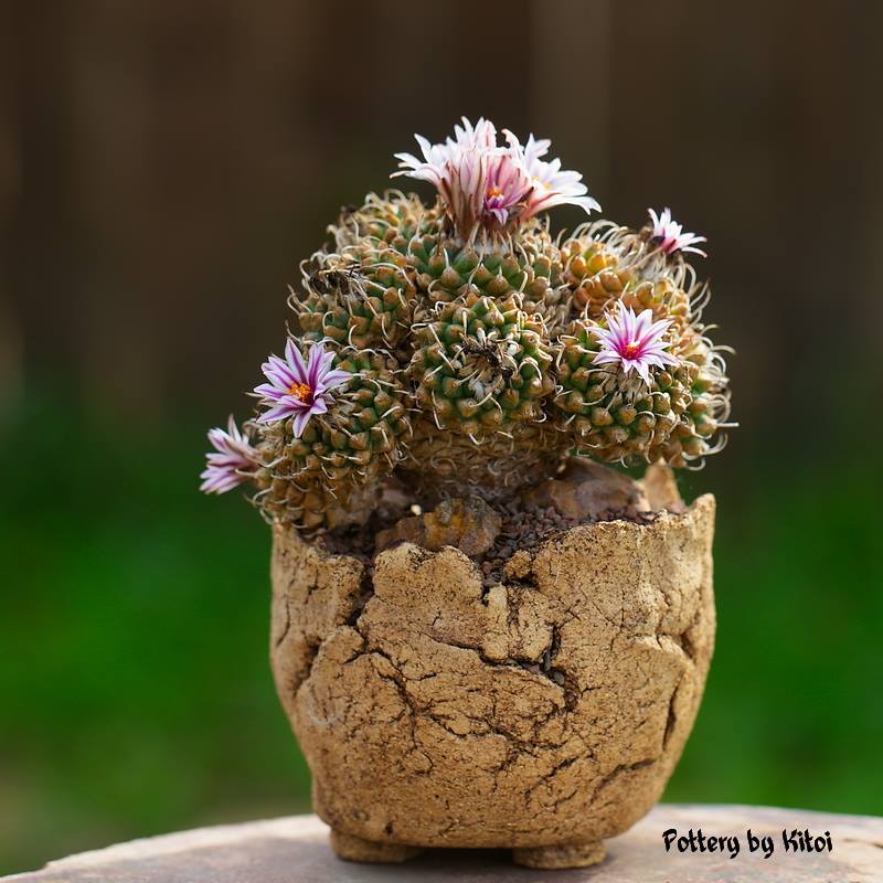 Turbinicarpus schmiedickeanus subsp. andersonii