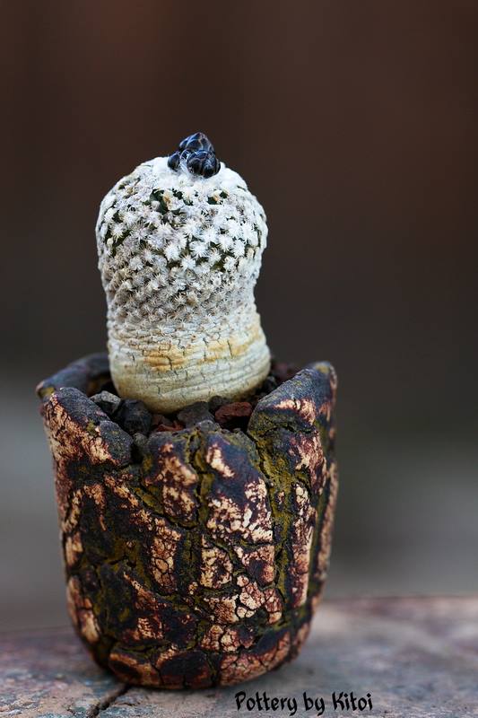 Turbinicarpus valdezianus
