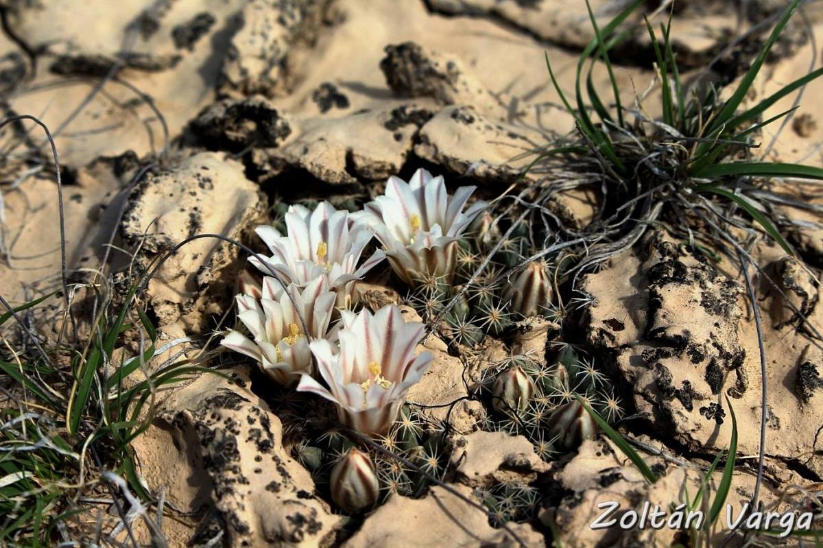 Mammillaria coahuilensis, Estación Camacho, Zacatecas, México.