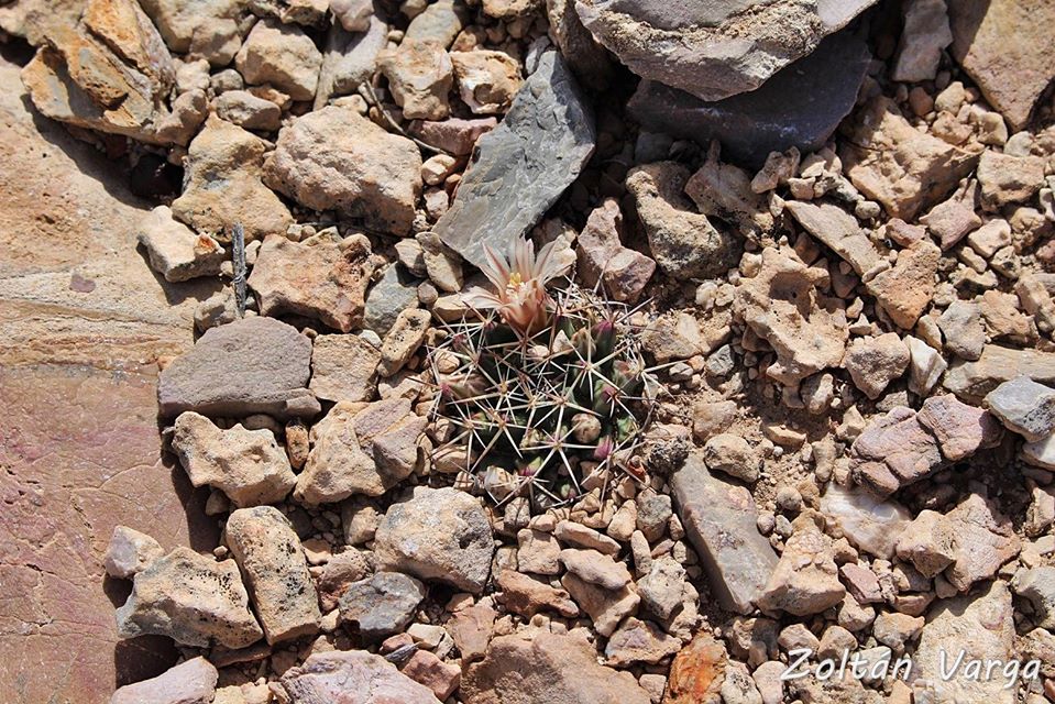 Mammillaria aff heyderi Tecolotes, Zacatecas, México.