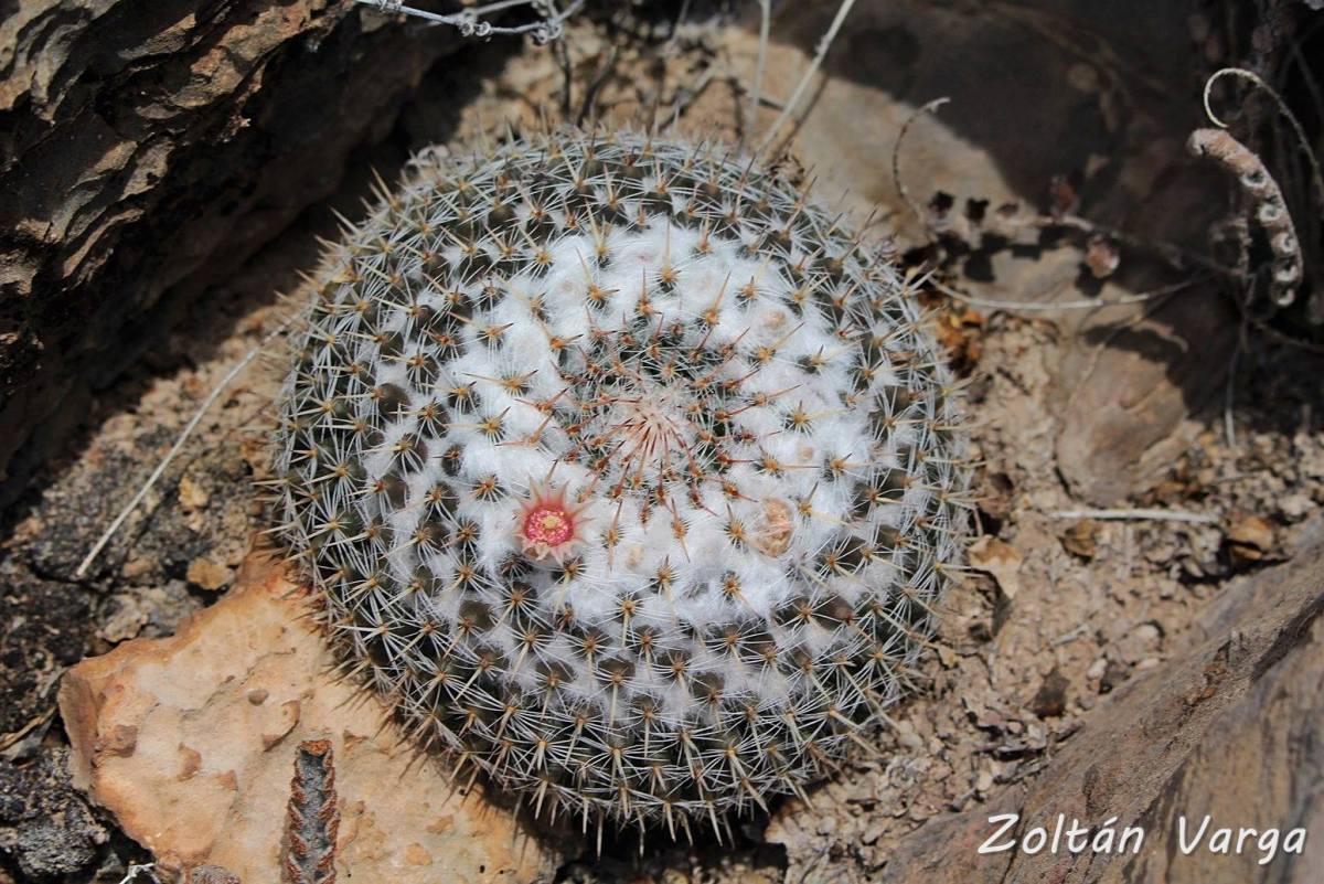 Mammillaria formosa ssp. chinocephala Tecolotes, Zacatecas, México.