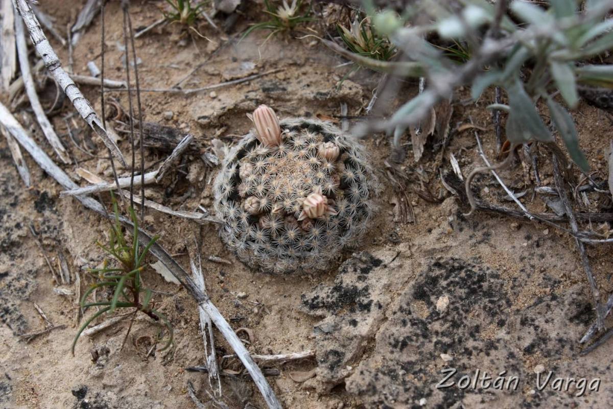 Mammillaria lasiacantha Hipólito, Coahuila, México.