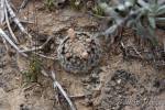 Mammillaria lasiacantha Hipólito, Coahuila, México.