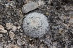 Mammillaria lasiacantha, Sierra de la Paila, Coahuila, México.