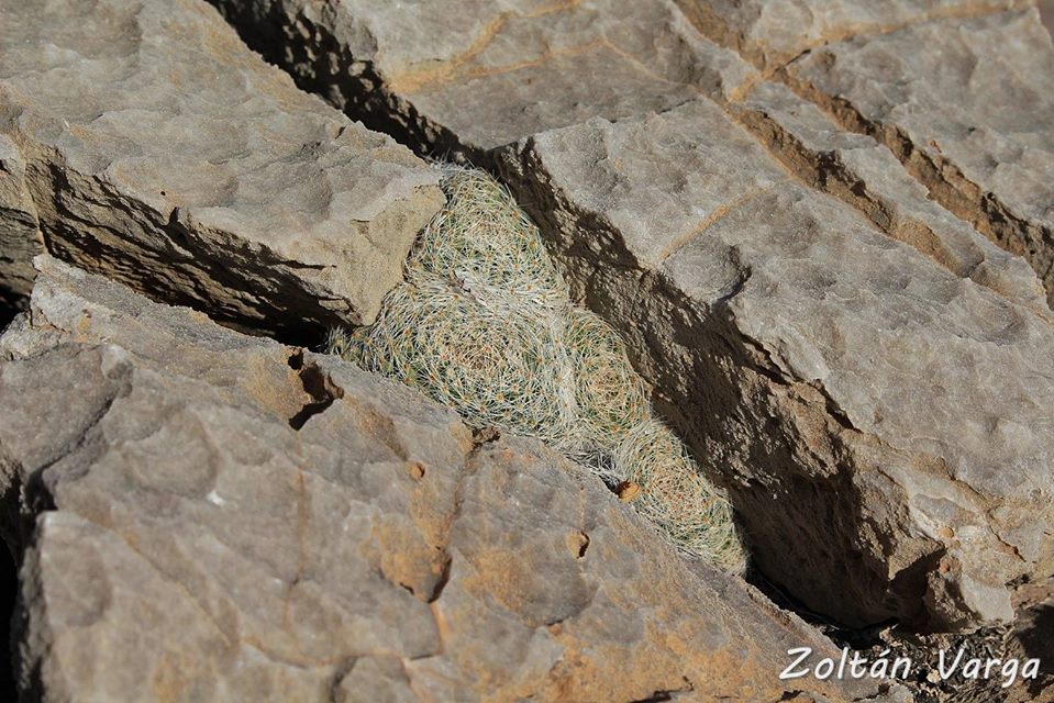 Mammillaria lenta Viesca, Coahuila de Zaragoza, México.