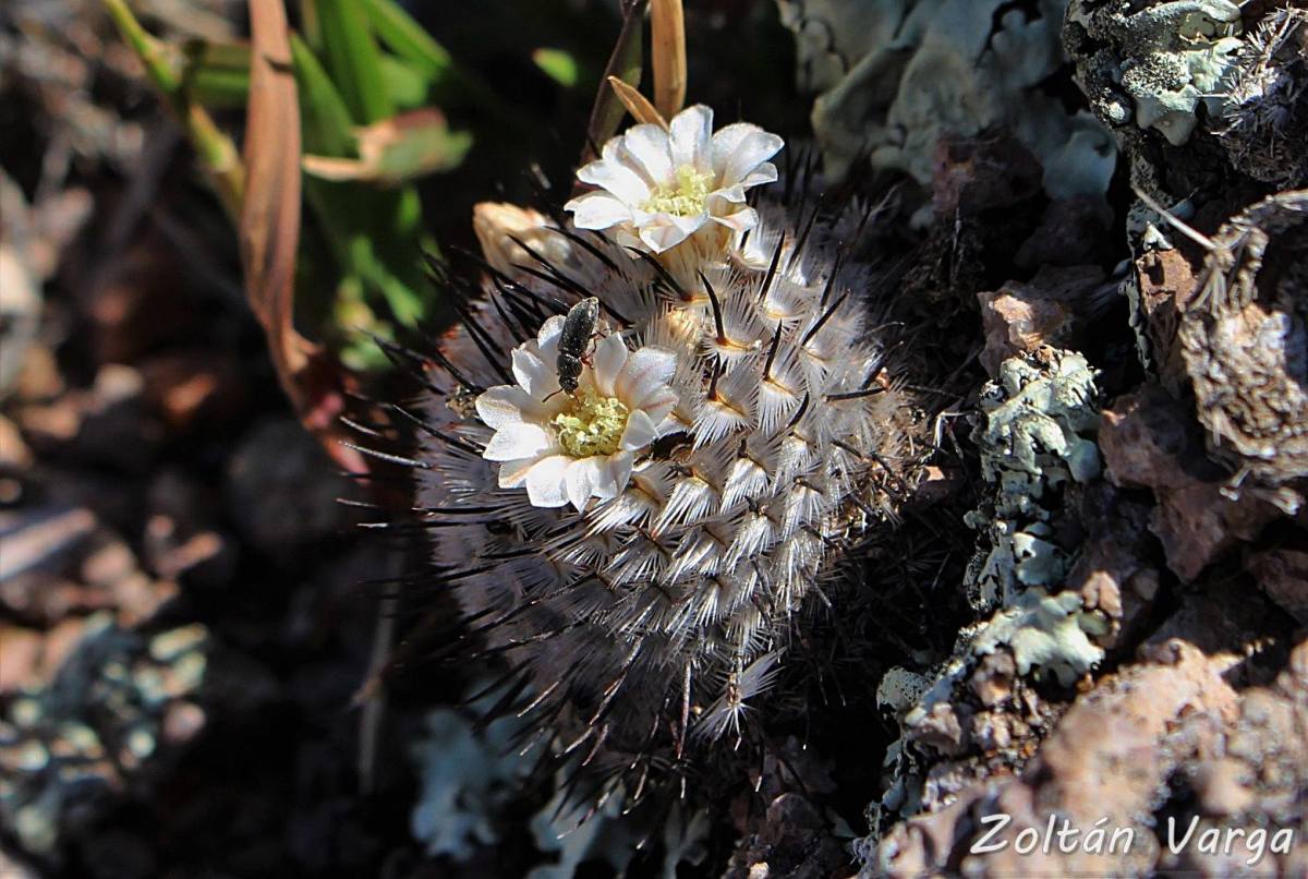 Mammillaria perezdelarosae ssp. andersoniana Villa García, Zacatecas, México, 2140m.