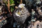 Mammillaria perezdelarosae ssp. andersoniana Villa García, Zacatecas, México, 2140m.