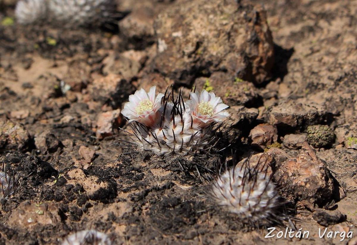 Mammillaria perezdelarosae ssp. andersoniana
