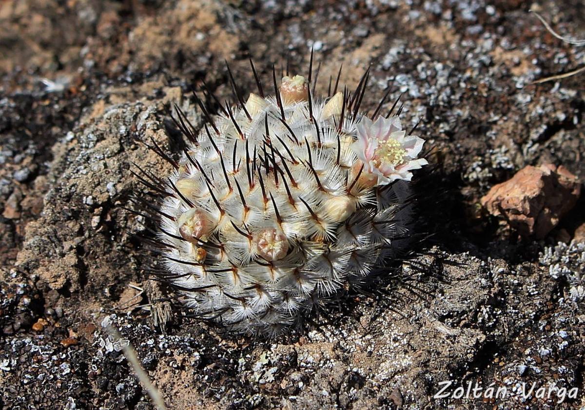 Mammillaria perezdelarosae ssp. andersoniana
