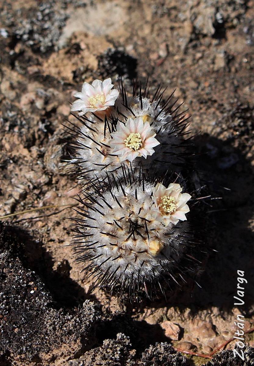 Mammillaria perezdelarosae ssp. andersoniana