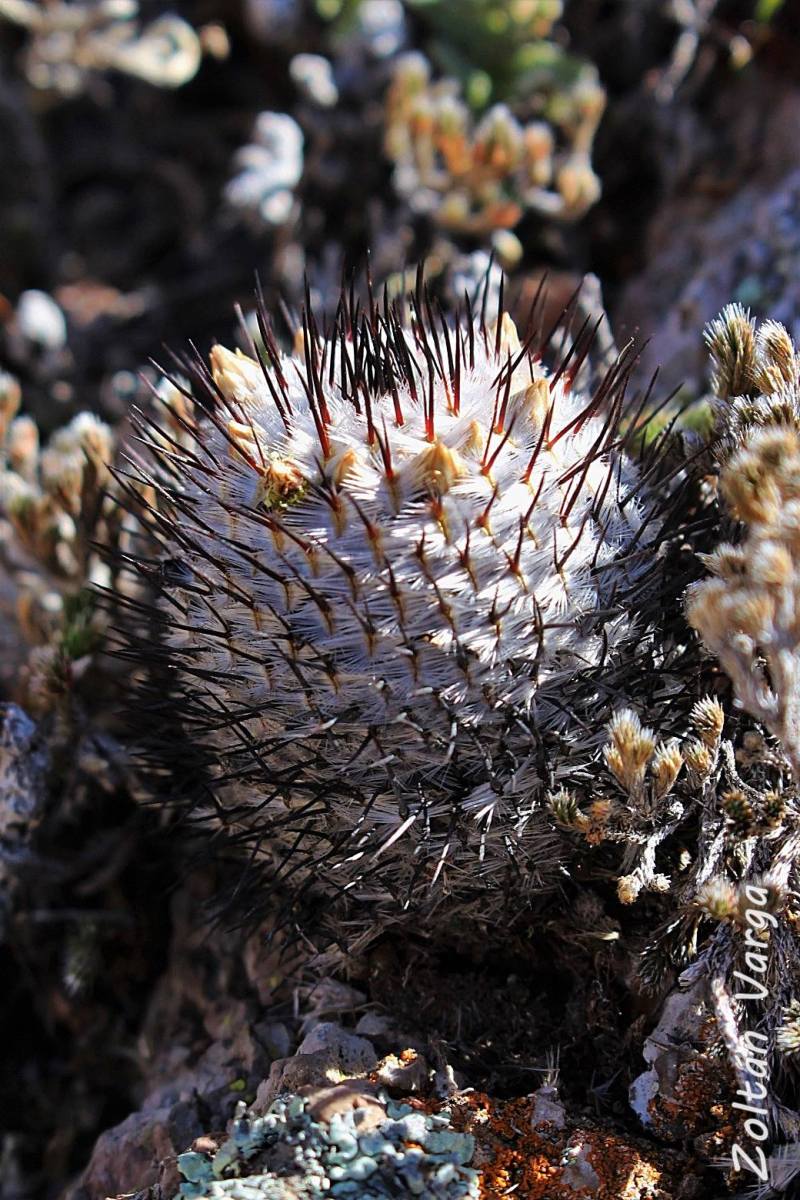 Mammillaria perezdelarosae ssp. andersoniana