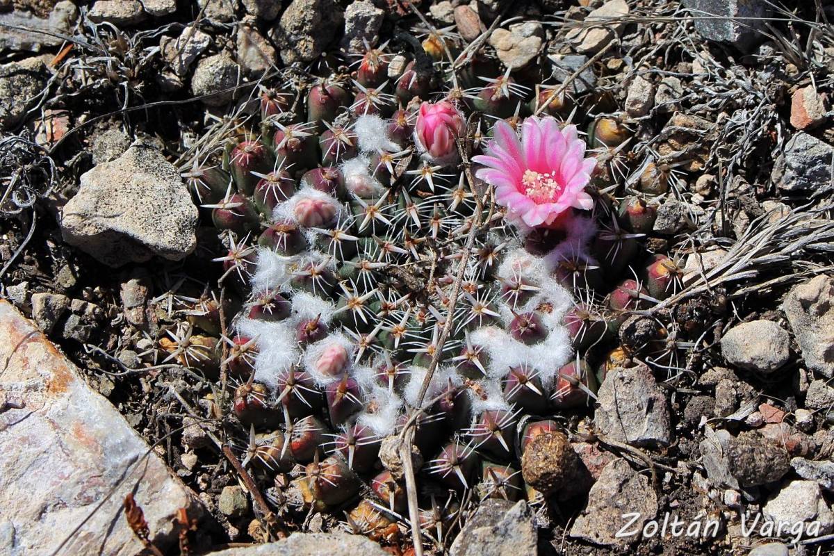 Mammillaria pseudocrucigera Bernal, Querétaro de Arteaga, México, 2150m.