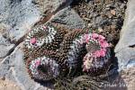 Mammillaria pseudocrucigera Bernal, Querétaro de Arteaga, México, 2150m.