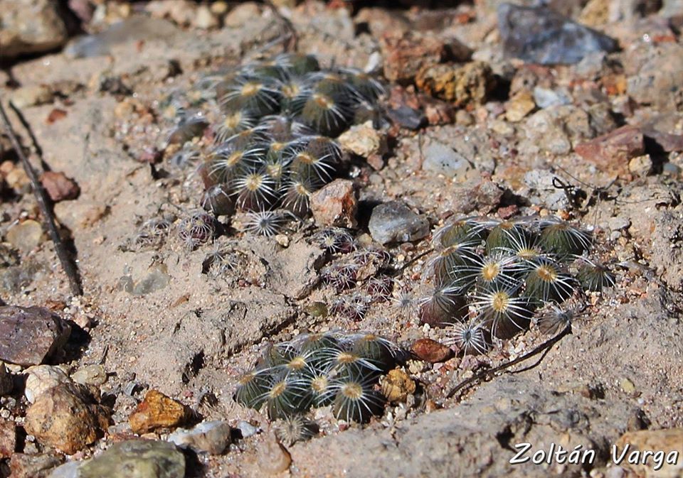 Mammillaria saboae ssp. roczekii. El Carmen, Durango, Mxico. | cactfilos