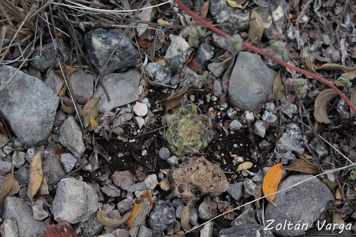 Mammillaria schiedeana ssp. dumetorum, Mezquites Grandes, San Luis Potosí, México.