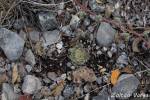 Mammillaria schiedeana ssp. dumetorum, Mezquites Grandes, San Luis Potosí, México.