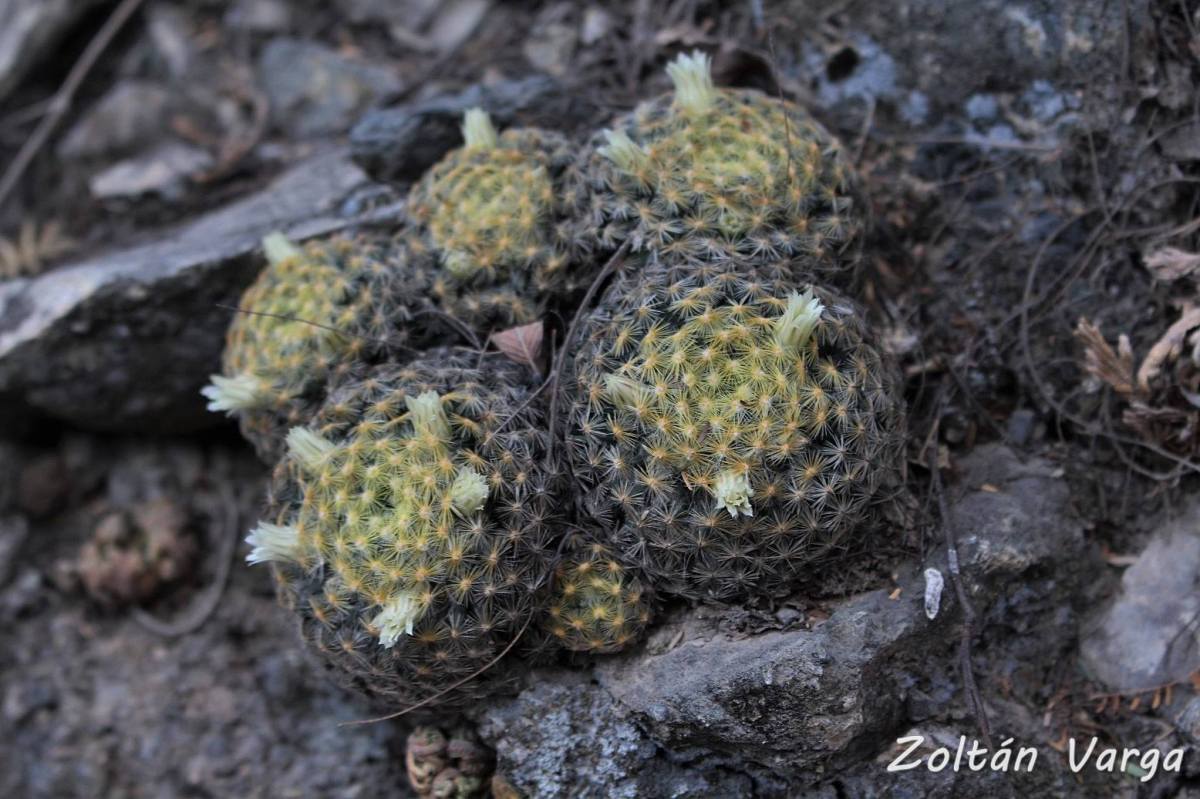 Mammillaria schiedeana, Xichu, Guanajuato, México.