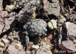 Mammillaria theresae Coneto Pass, Durango, México, 2320m.