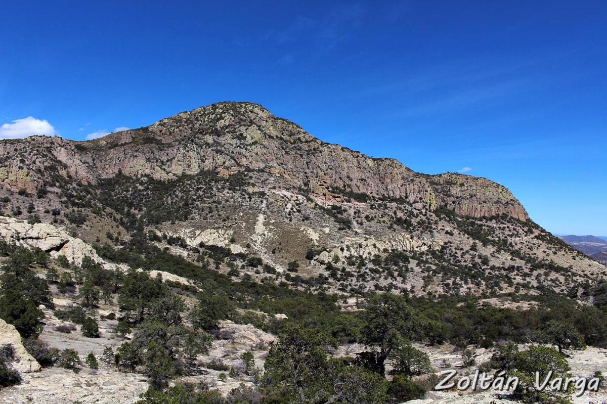 Mammillaria theresae Coneto Pass, Durango, México, 2320m.