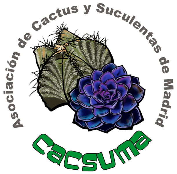 peque_cactus