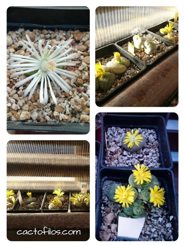 collage-1486333084196